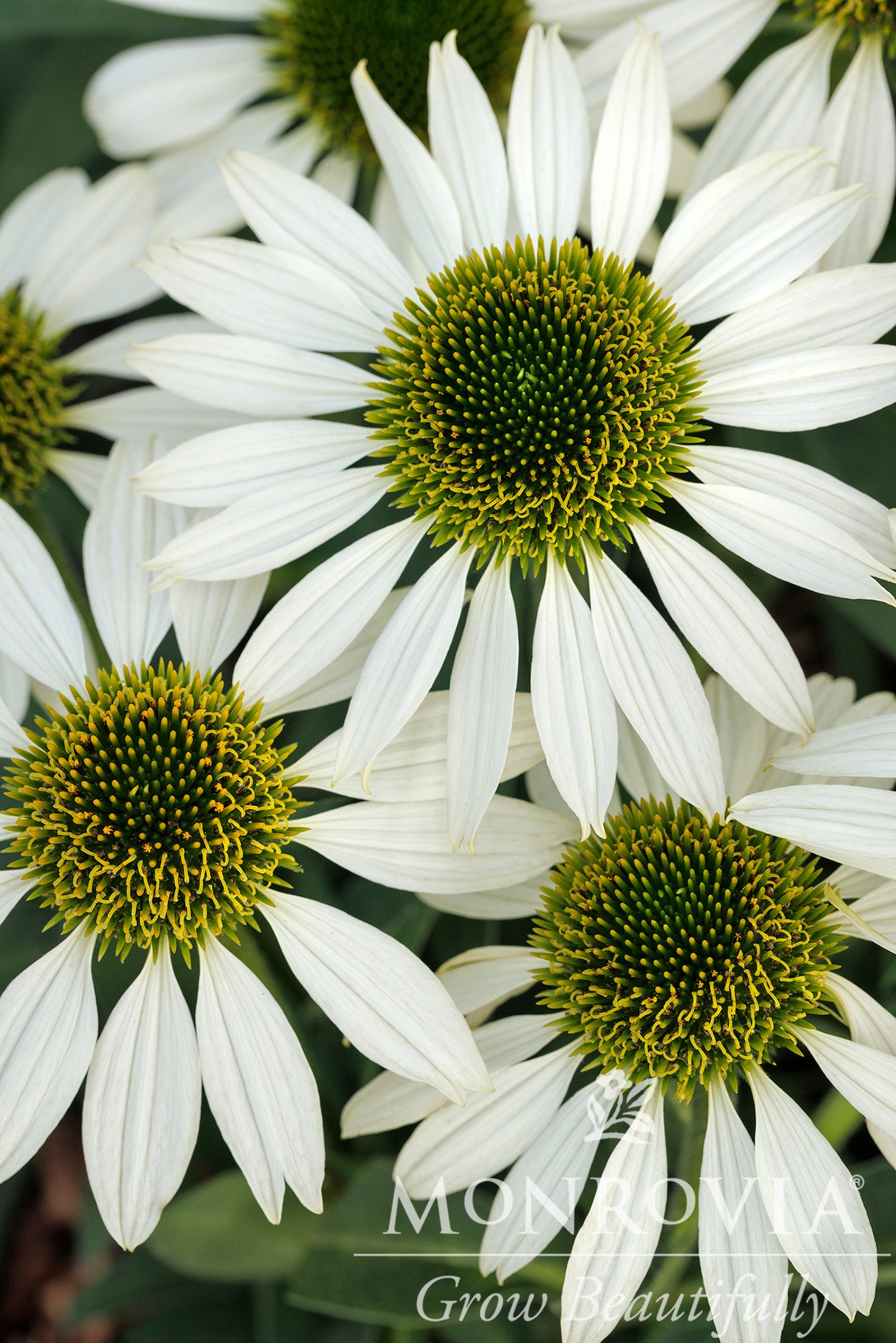 Echinacea | Kismet Coneflower