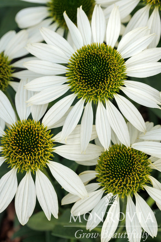 Echinacea | Kismet Coneflower | White - 1 Gallon
