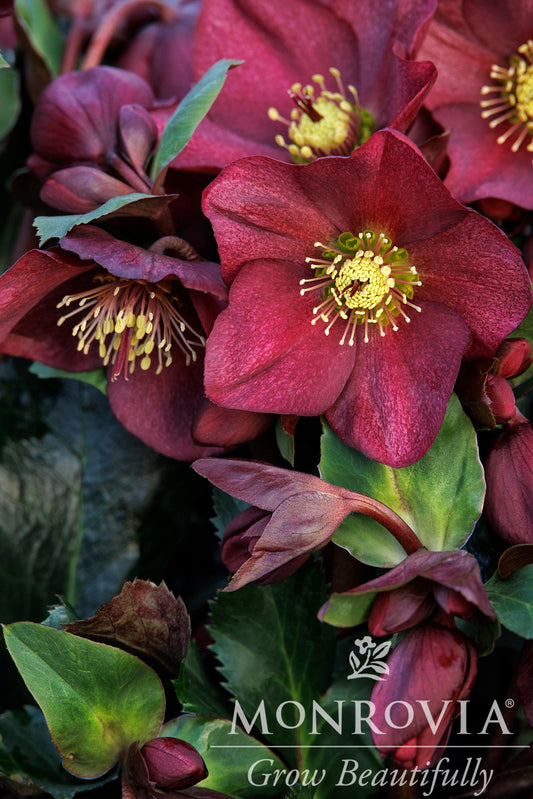 Helleborus | Ice N' Roses Lenten Rose | Red - 1 Gallon