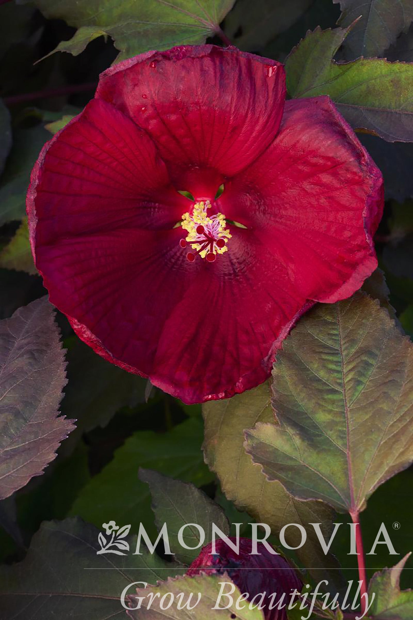 Hibiscus | Head Over Heels Hibiscus