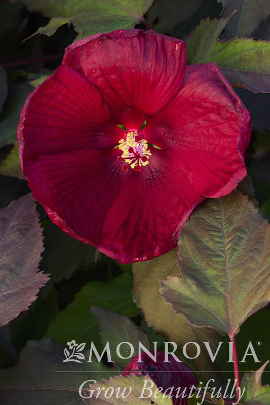 Hibiscus | Head Over Heels Hibiscus | Desire - 2 Gallon