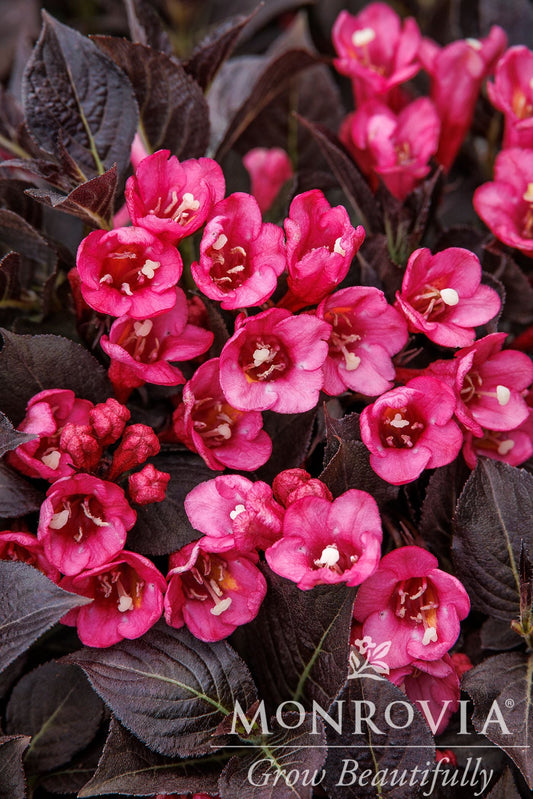 Weigela | Coco Chill Weigela - 2 Gallon