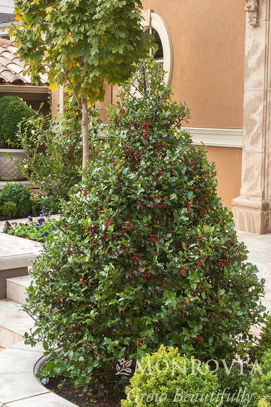 Ilex | Berri-Magic Kids Blue Holly - 2 Gallon