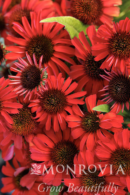 Echinacea | Prima Coneflower | Ruby - 1 Gallon