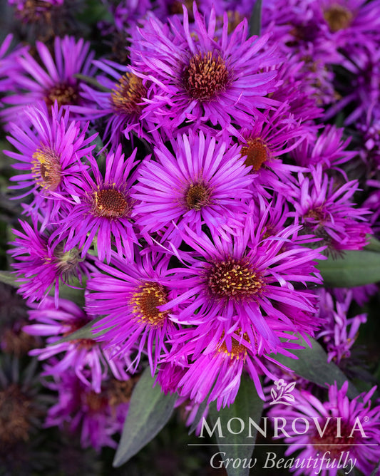 Aster | Pink Crush New England Aster - 1 Gallon