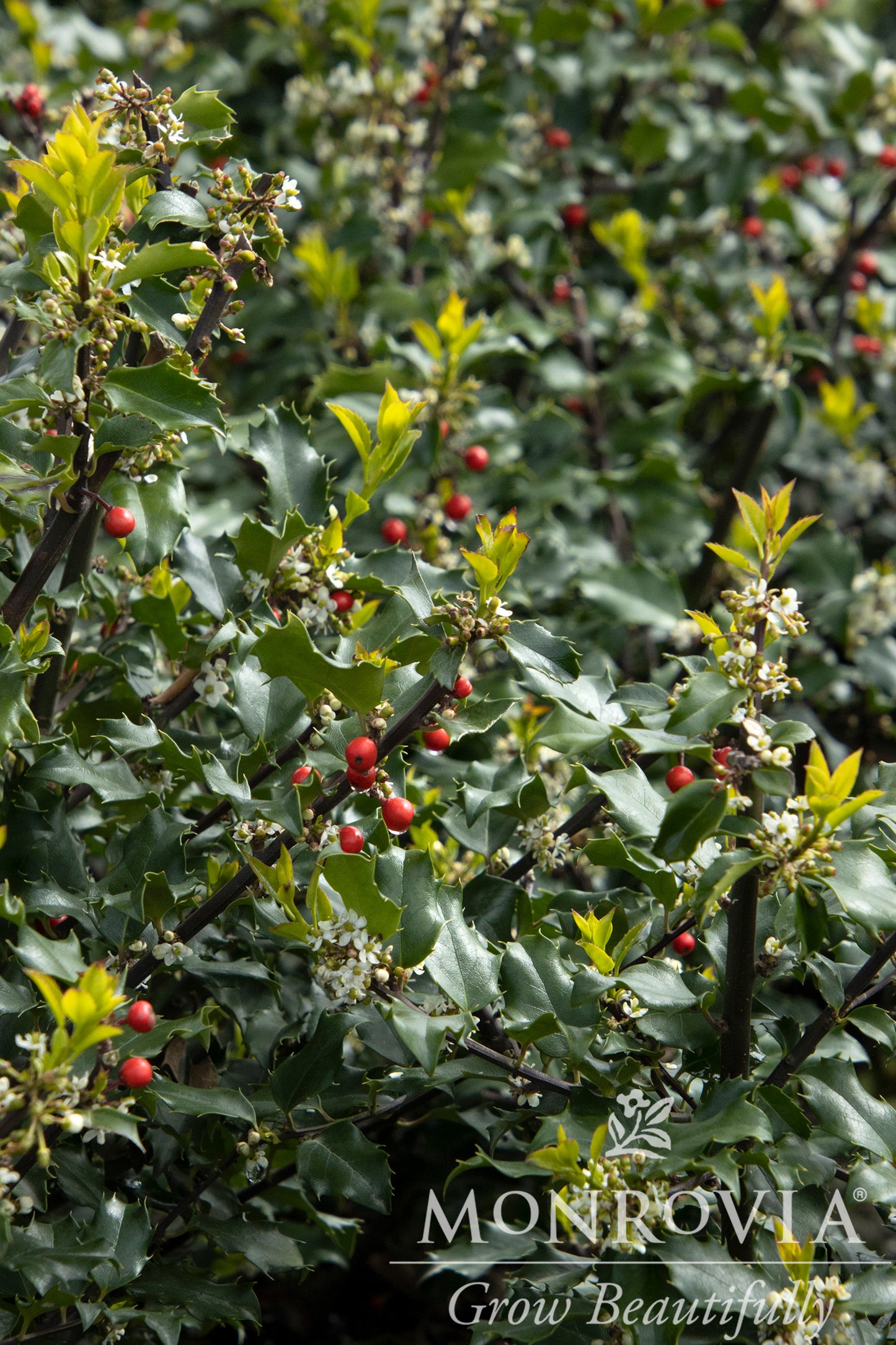 Ilex | Blue Princess Holly