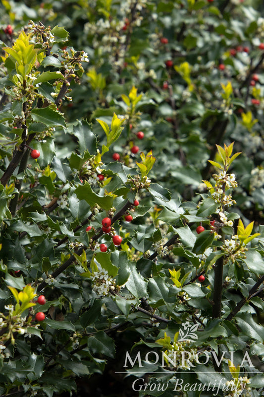 Ilex | Blue Princess Holly - 5 Gallon