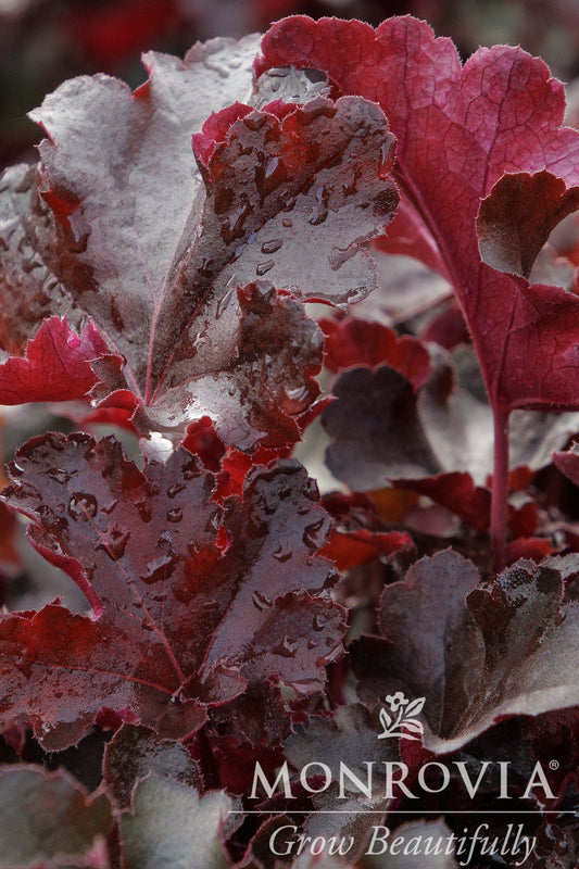 Heuchera | Balboa Sunset Coral Bells - 1 Gallon