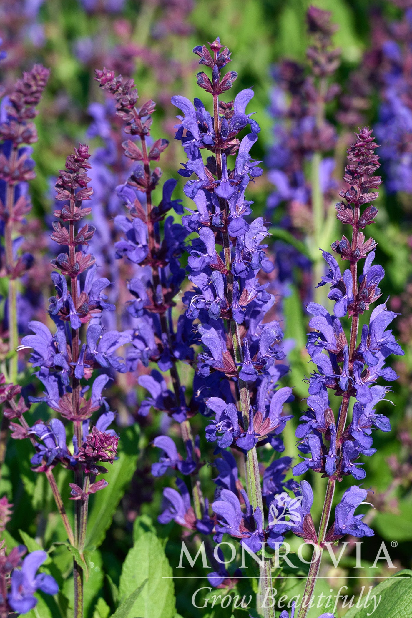 Salvia | Dark Matter Meadow Sage - 1 Gallon