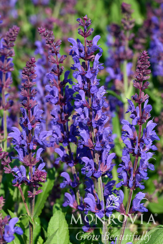 Salvia | Dark Matter Meadow Sage - 1 Gallon