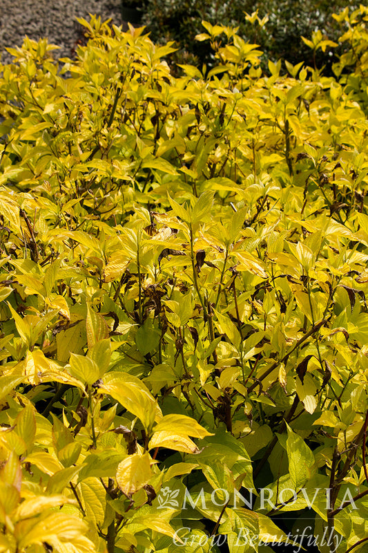 Cornus | Prairie Fire Dogwood - 2 Gallon