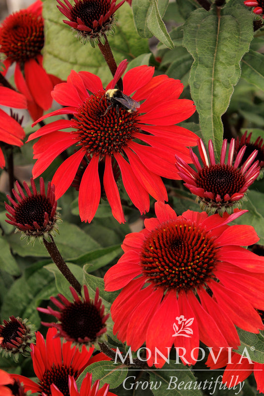Echinacea | Panama Red Coneflower