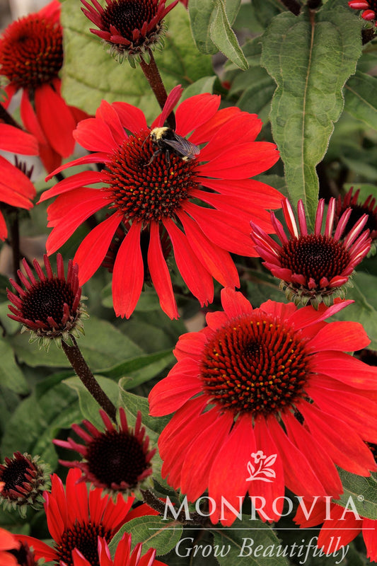 Echinacea | Panama Red Coneflower - 1 Gallon