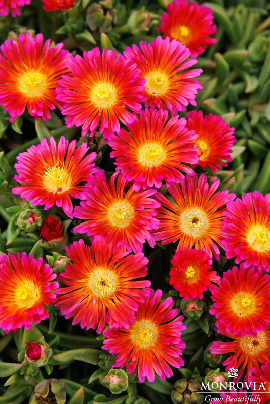 Delosperma | Ocean Sunset Ice Plant | Orange Glow - 1 Gallon