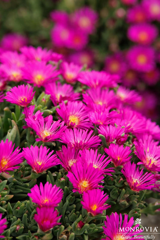 Delosperma | Ocean Sunset Ice Plant | Violet - 1 Gallon