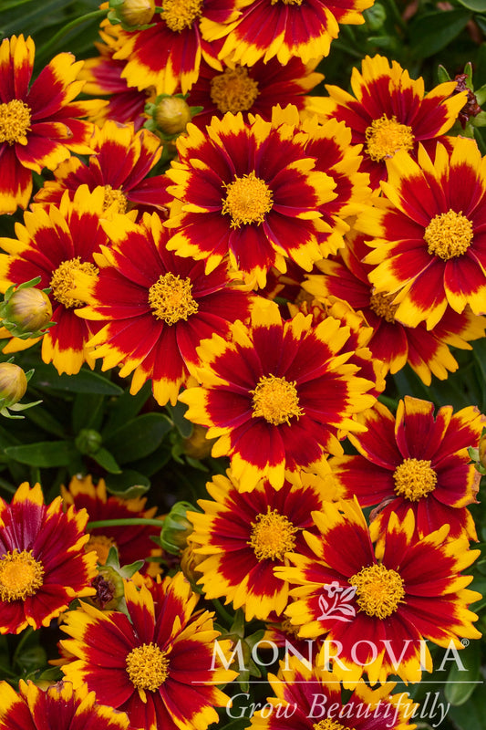 Coreopsis | UpTick Tickseed | Red - 1 Gallon