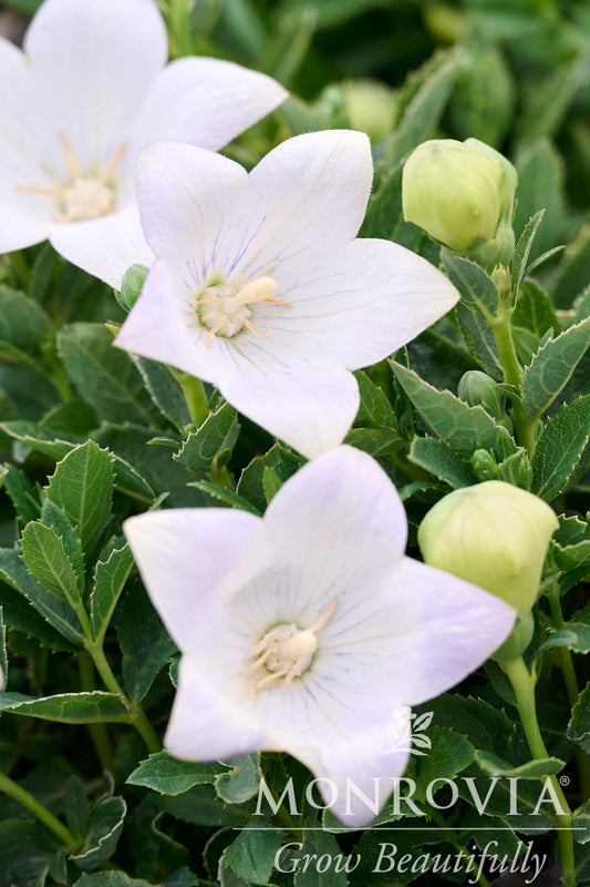 Platycodon | Twinkle Balloon Flower | Blue - 1 Gallon