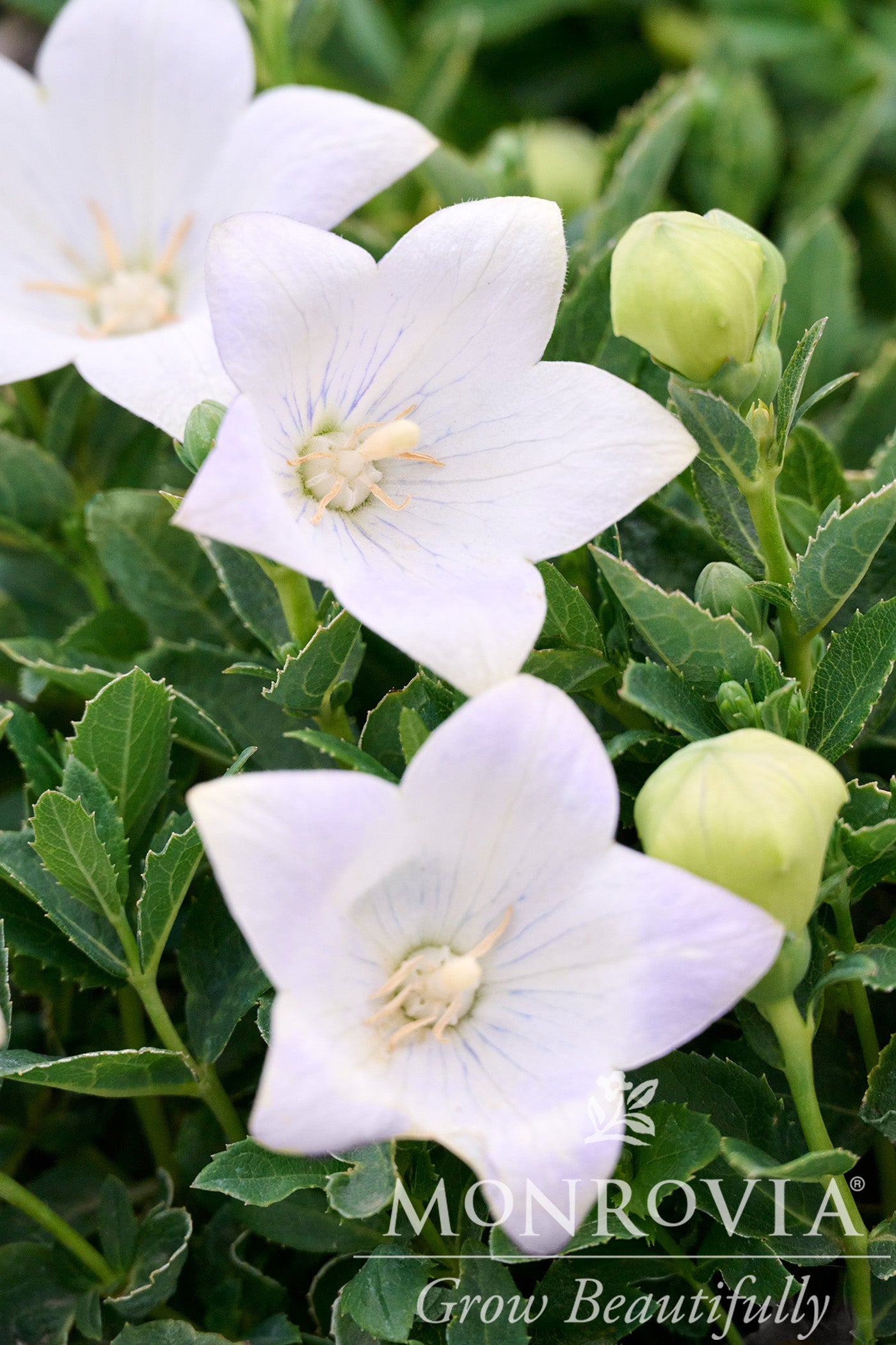 Platycodon | Twinkle Balloon Flower | White - 1 Gallon