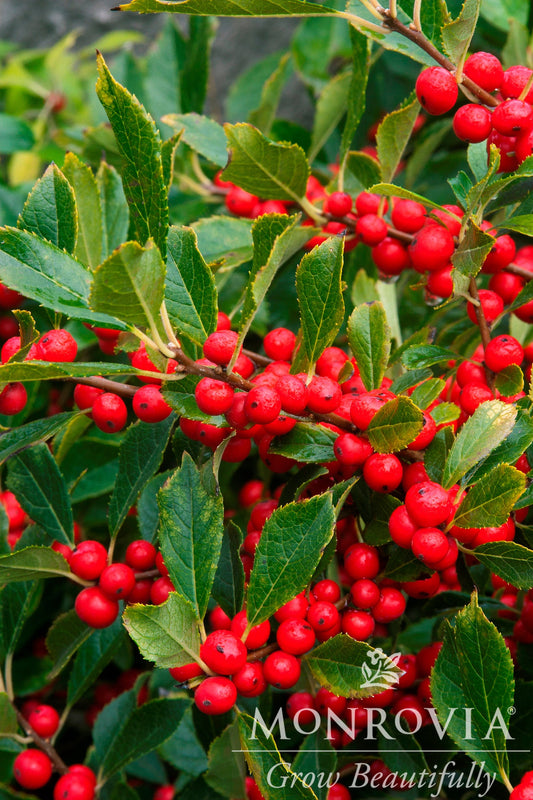 Ilex | Red Sprite Winterberry Holly - 3 Gallon