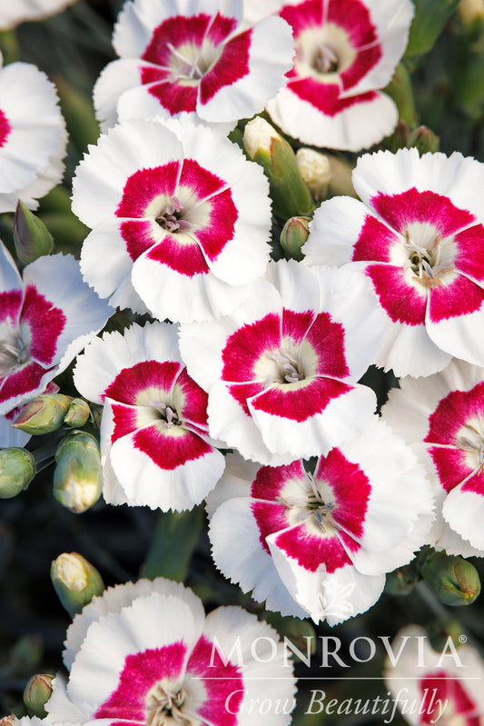 Dianthus | American Pie Dianthus | Berry à la Mode - 1 Gallon