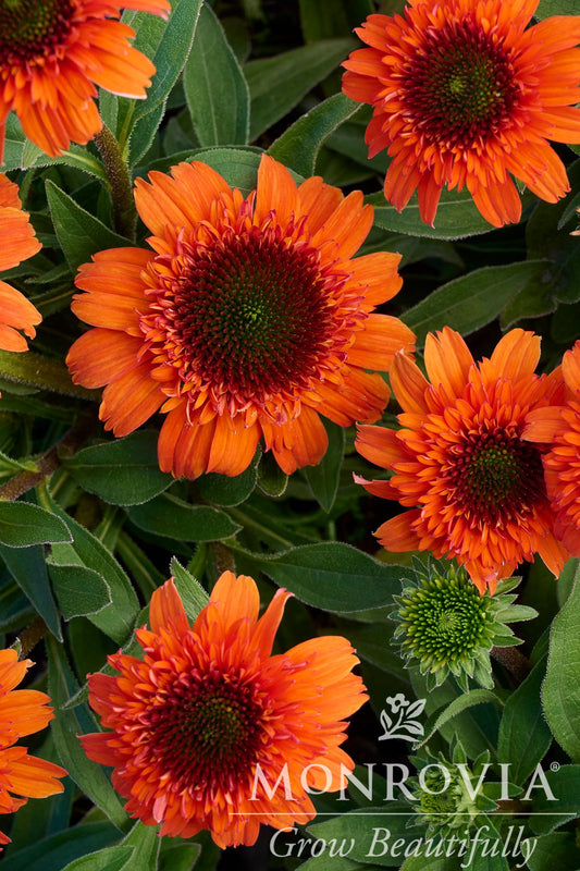 Echinacea | Moab Sunset Coneflower
