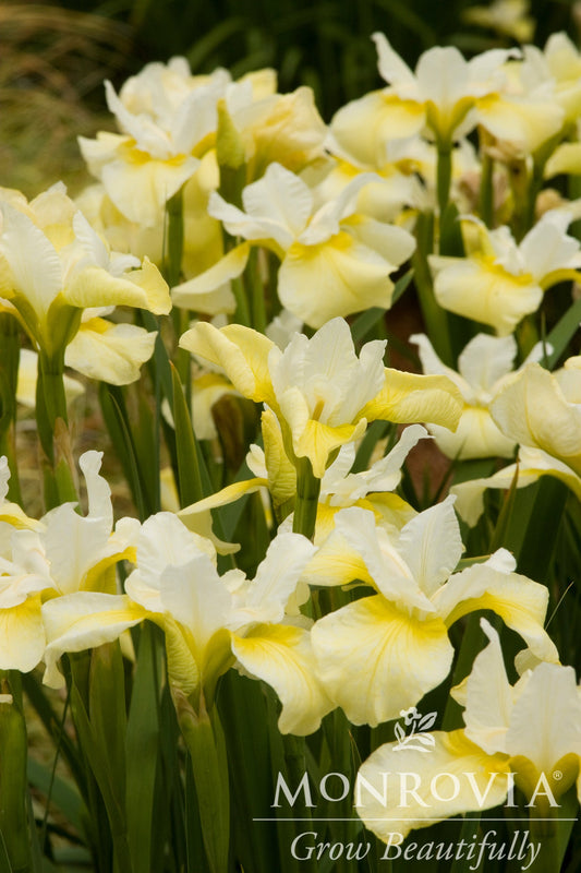 Iris | Butter and Sugar Siberian Iris - 1 Gallon