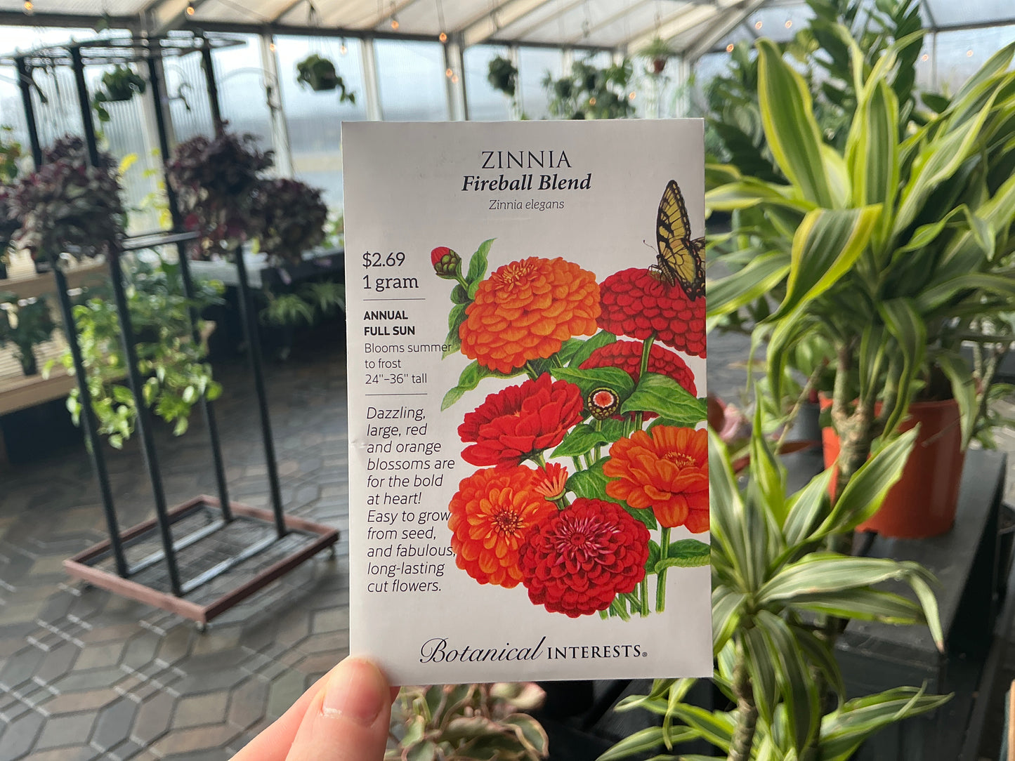 Zinnia | Zinnia Seed