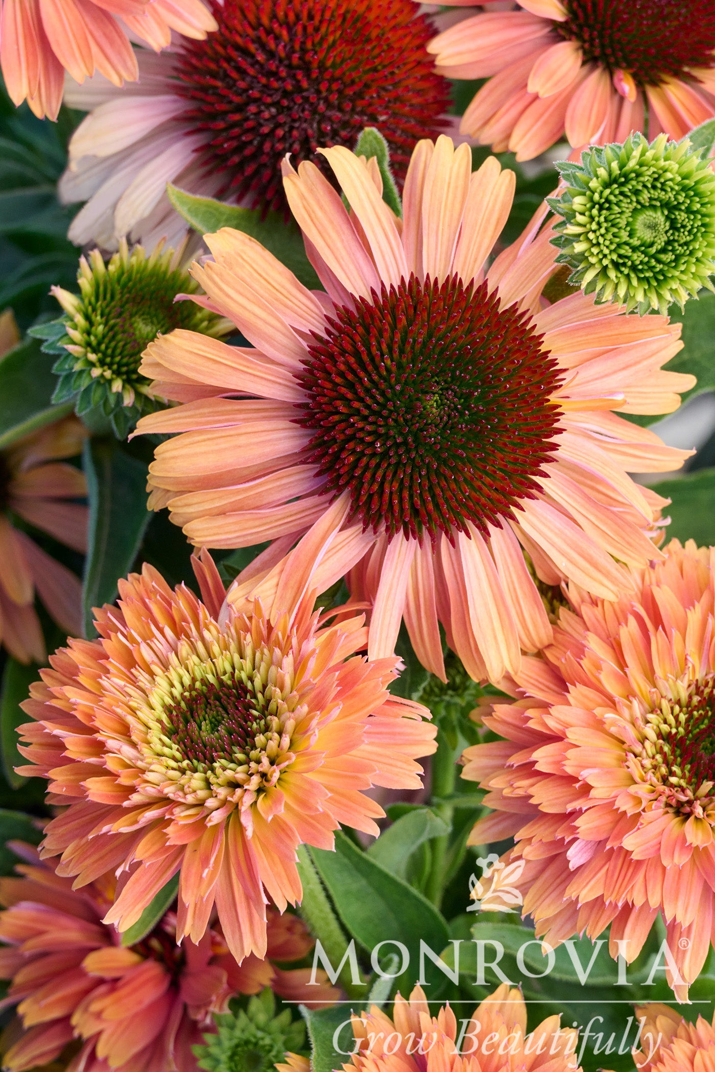 Echinacea | Fresco Coneflower | Apricot - 1 Gallon