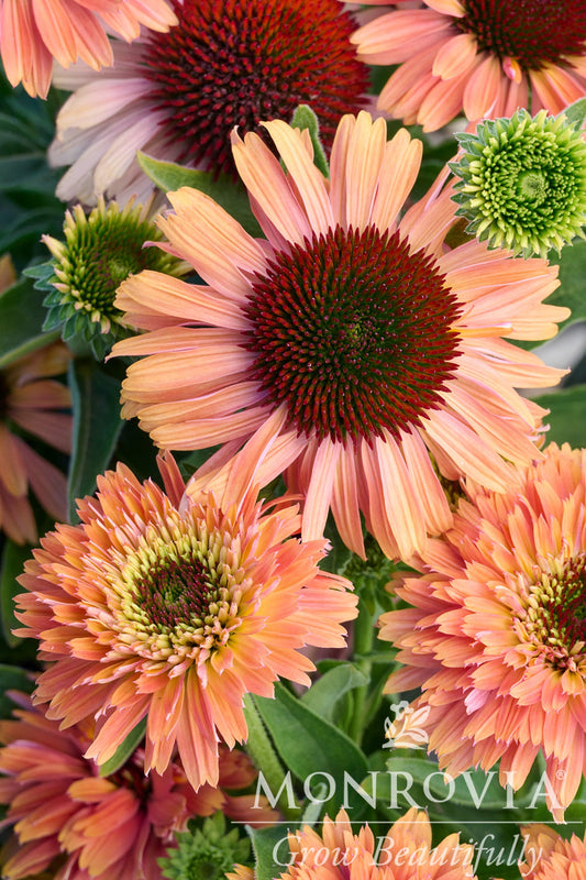 Echinacea | Fresco Coneflower | Apricot - 1 Gallon