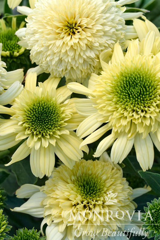 Echinacea | Sundial Zenith Coneflower - 1 Gallon