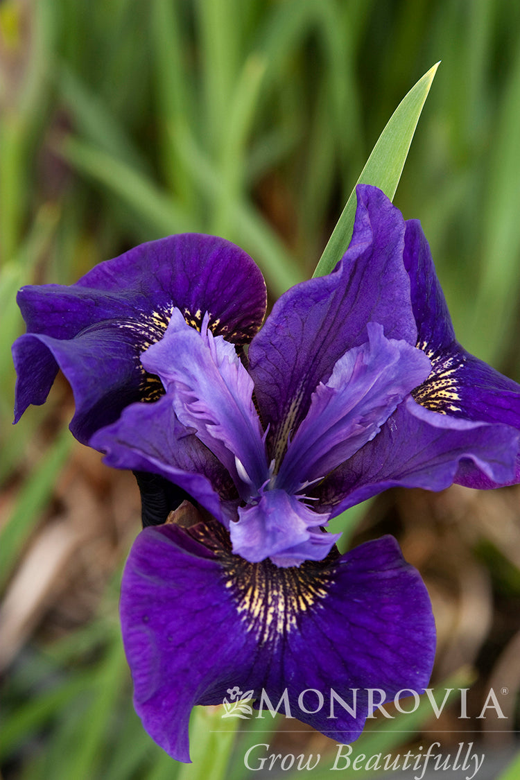 Iris | Ruffled Velvet Siberica