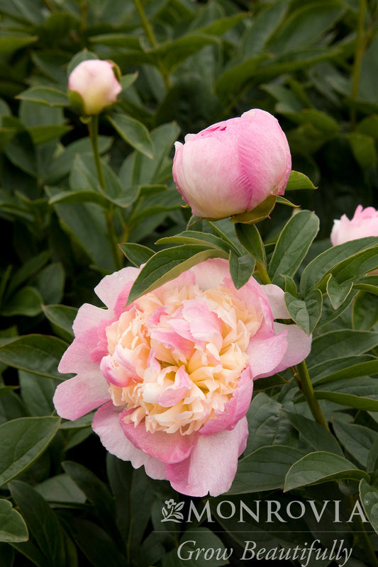 Paeonia | Raspberry Sundae Peony - 2 Gallon