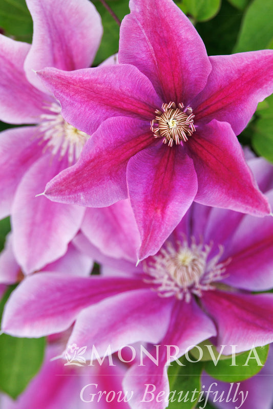Clematis | Boulevard Clematis | Kitty - 1 Gallon