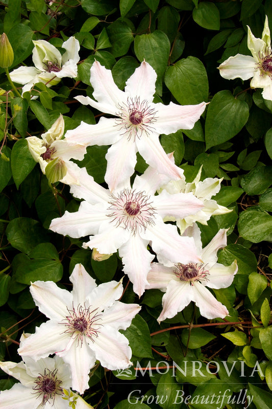 Clematis | Vancouver Clematis | Fragrant Star - 1 Gallon