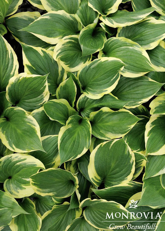 Hosta | Sorbet Hosta