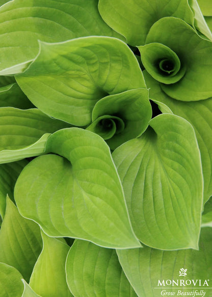 Hosta | Gooseberry Sundae