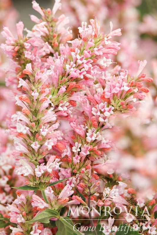 Agastache | Pink Pearl Hummingbird Mint - 1 Gallon