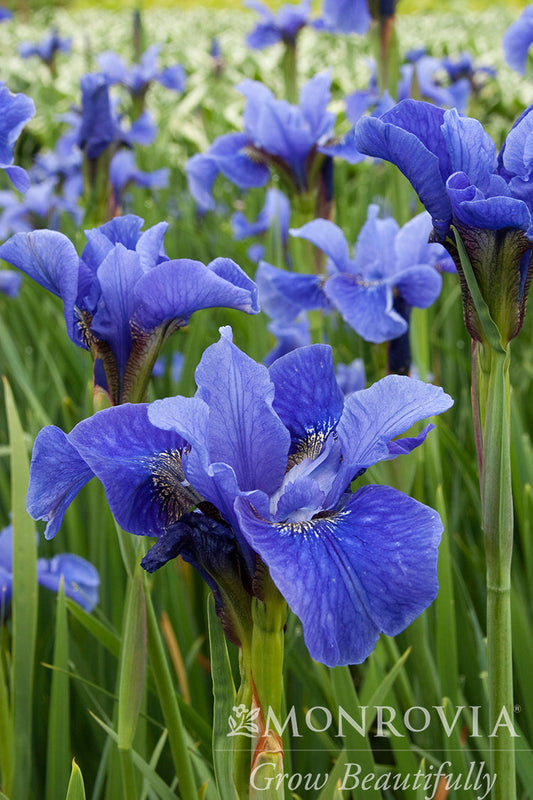 Iris | Siberian Bennerup Blue - 1 Gallon