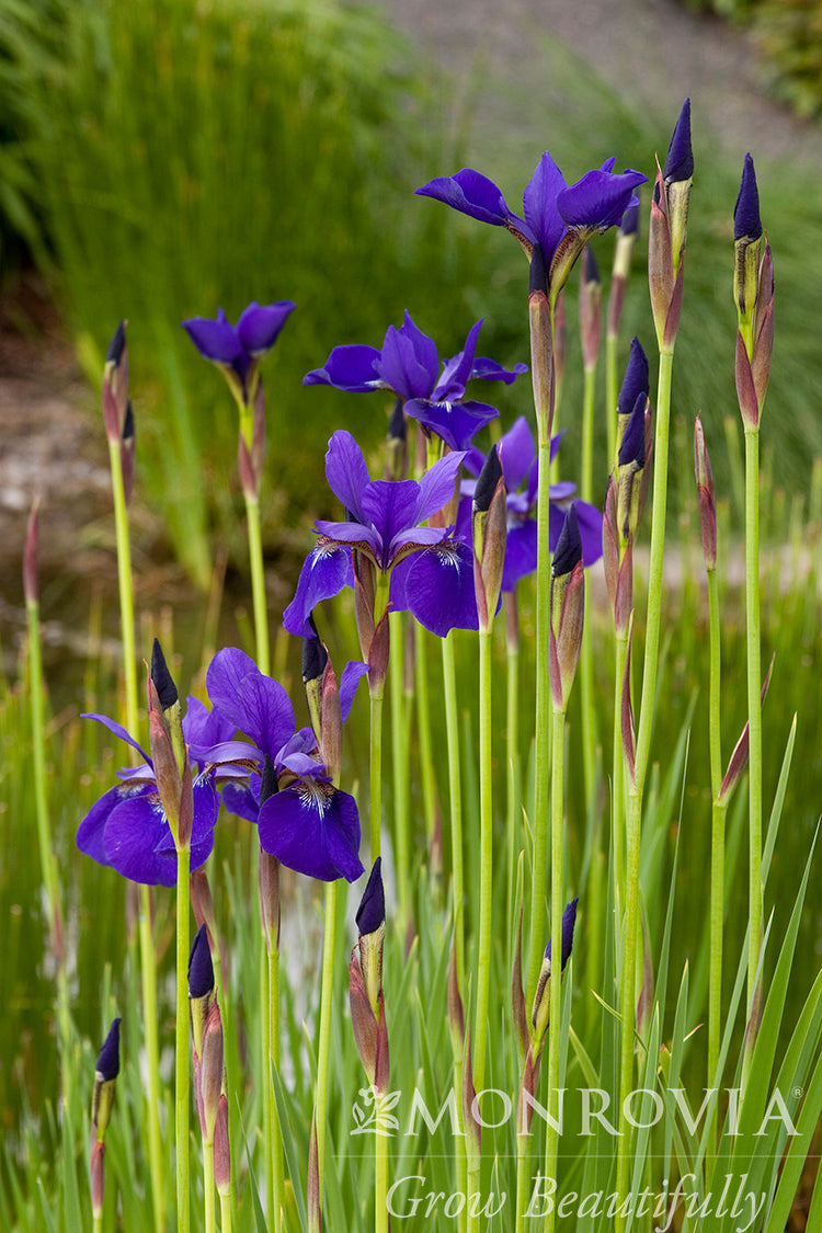 Iris | Caesar's Brother Siberian Iris - 1 Gallon