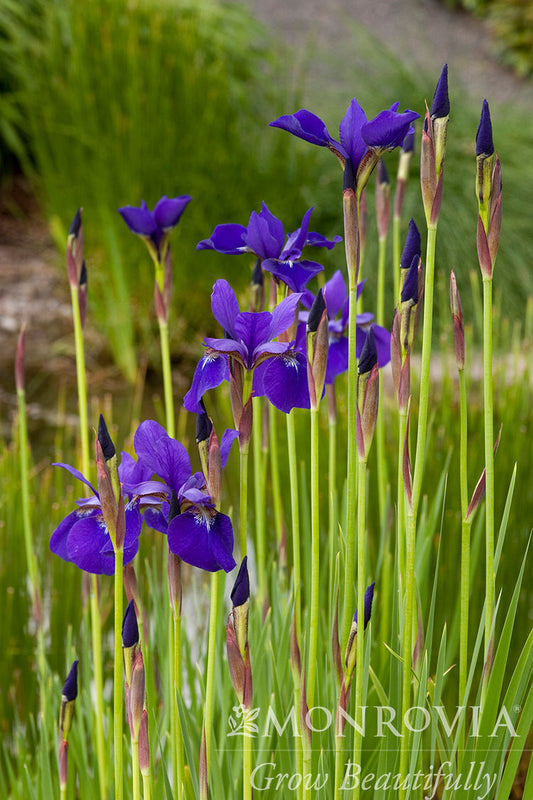 Iris | Caesar's Brother Siberian Iris - 1 Gallon