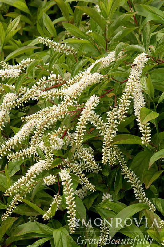 Itea | Henry's Garnet Sweetspire - 2 Gallon