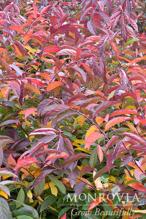Itea | Henry's Garnet Sweetspire - 3 Gallon