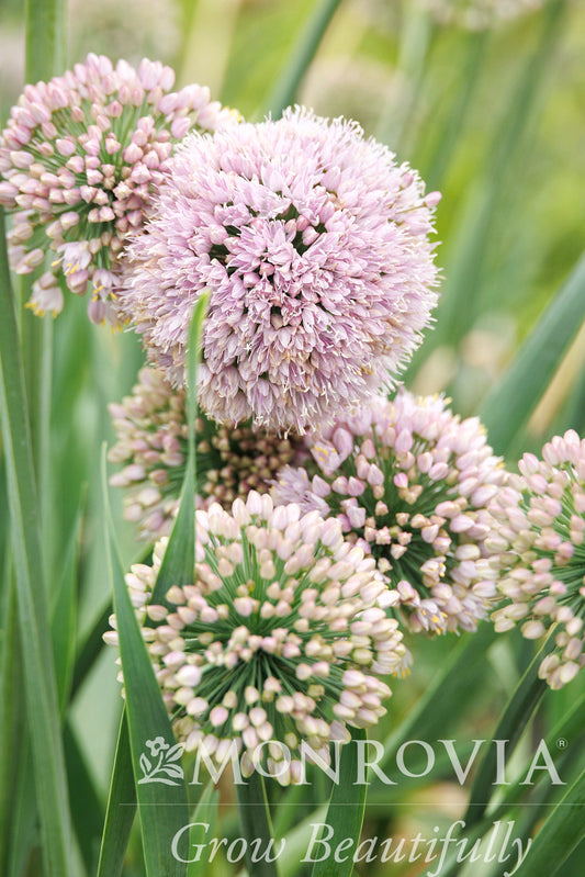 Allium | Bubble Bath Allium - 1 Gallon
