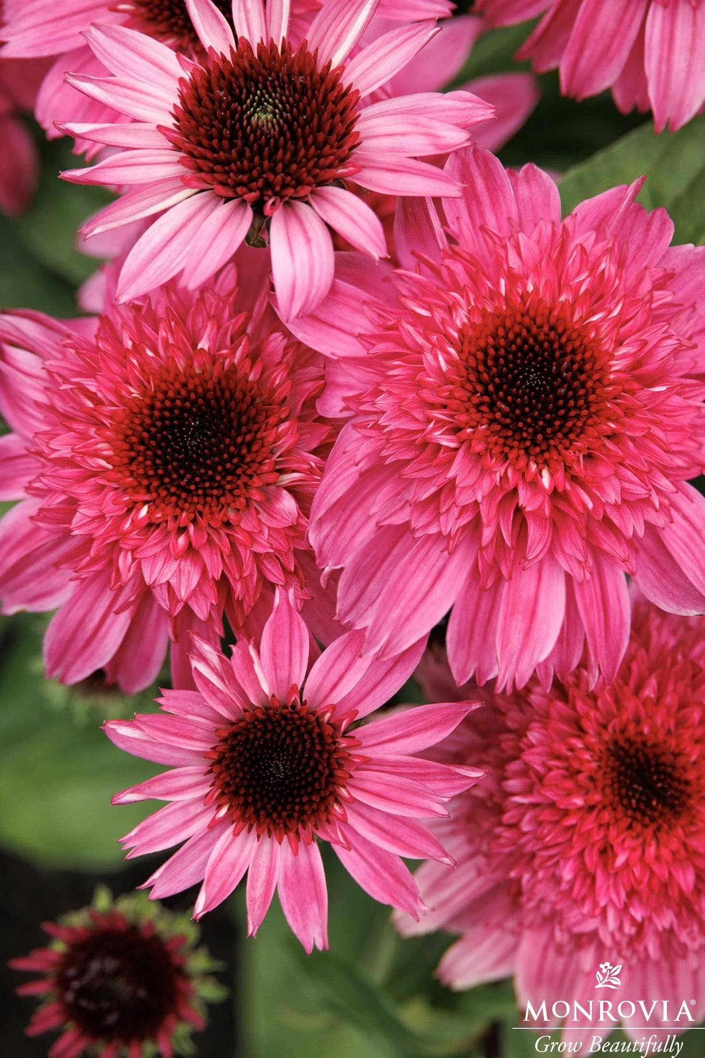 Echinacea | Double Scoop Coneflower | Deluxe Watermelon - 1 Gallon