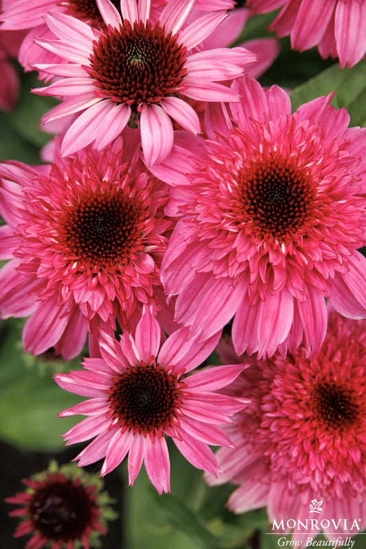 Echinacea | Double Scoop Coneflower | Deluxe Watermelon - 1 Gallon