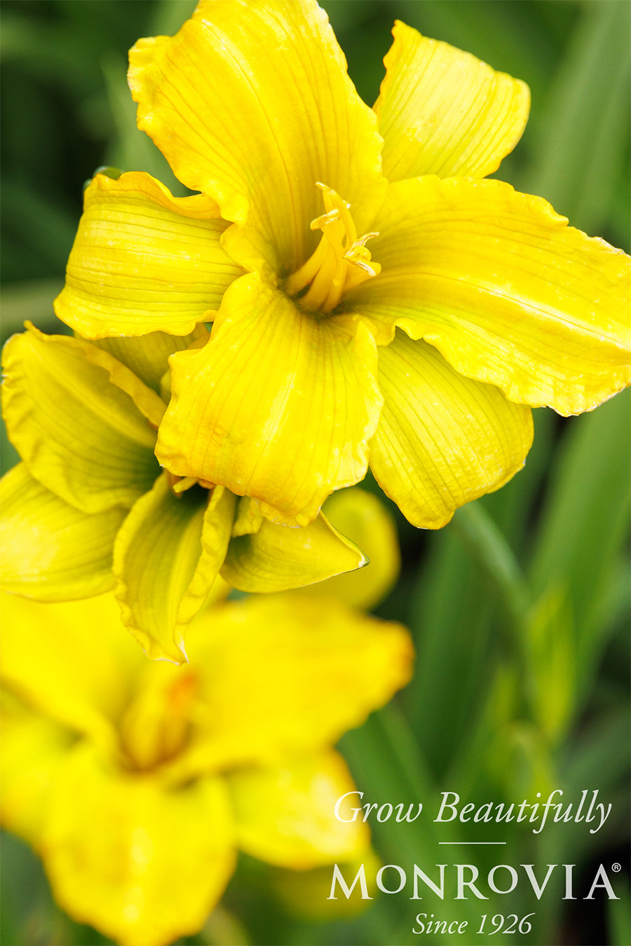 Hemerocallis | See You Tomorrow Daylily