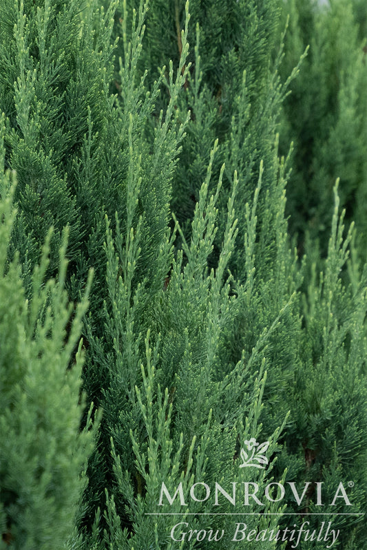 Juniperus | Blue Point Juniper - 3 Gallon