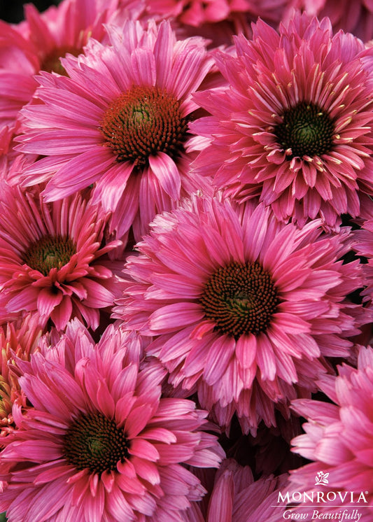 Echinacea | SunSeekers Coneflower | Golden Sun - 1 Gallon