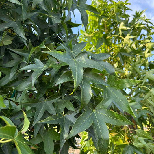 Liquidambar | Slender Silhouette Sweetgum - 7 Gallon