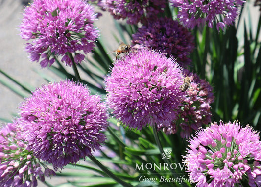 Allium | Cobalt Millenium Allium - 1 Gallon